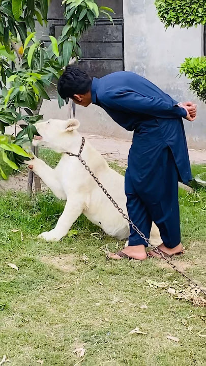Who miss the end will miss everything😂🤣#lion #lionhub #shorts