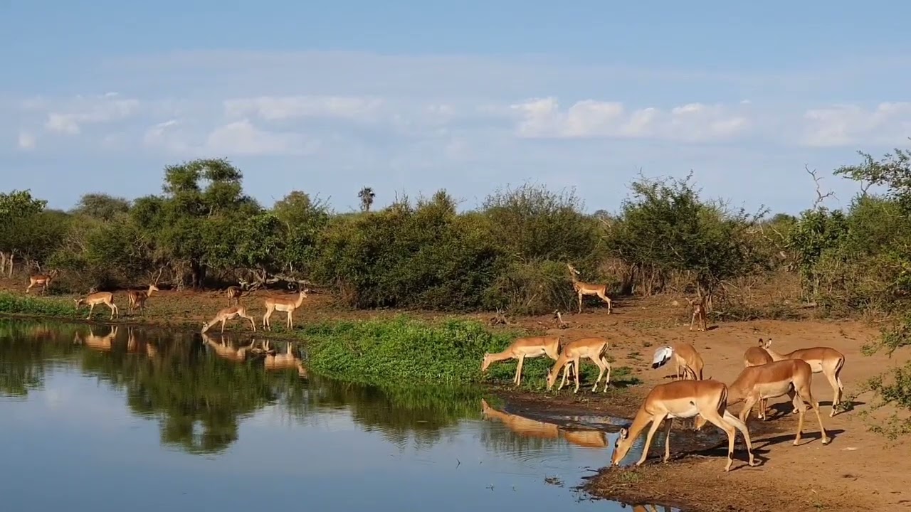 Sunset Dam in Kruger National Park - tranquil and peaceful bushveld
