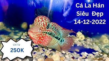 Cá La Hán Siêu Đẹp 14/12/2022 | Cá Cảnh Đại Lâm Mộc