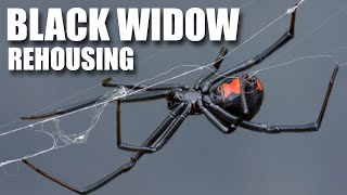 Rehousing a Black Widow Spider: Latrodectus hesperus