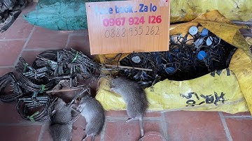 2 mẫu cạm bẫy chuột các bác chọn mẫu nào lh em 0967 924 126