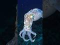 Squid That Glows in the Dark 🦑 #shorts