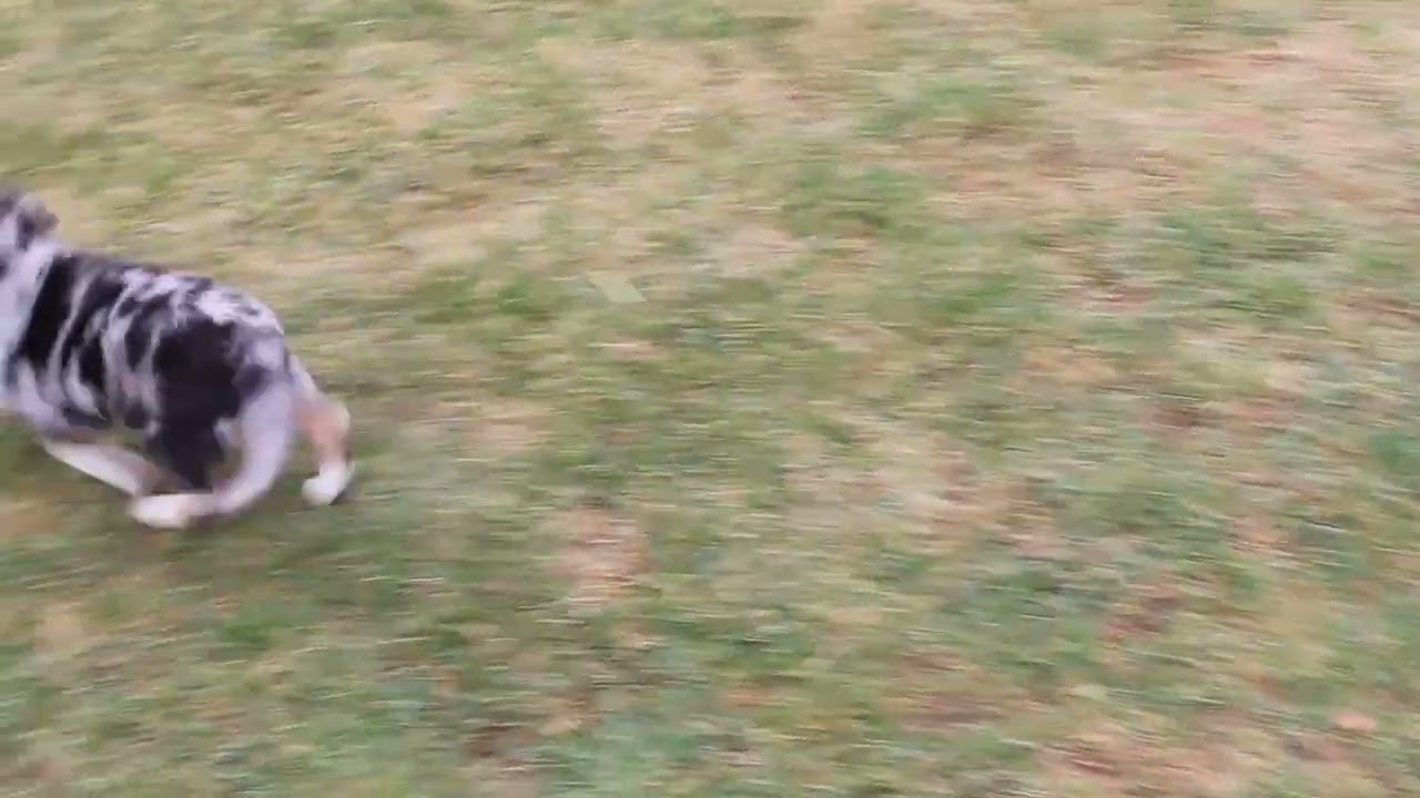 Beagle Mix Puppies For Sale