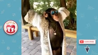 Funny Monkey Like A Boss - Funny Monkeys Doing Stupid Things - Funniest Animals 2019