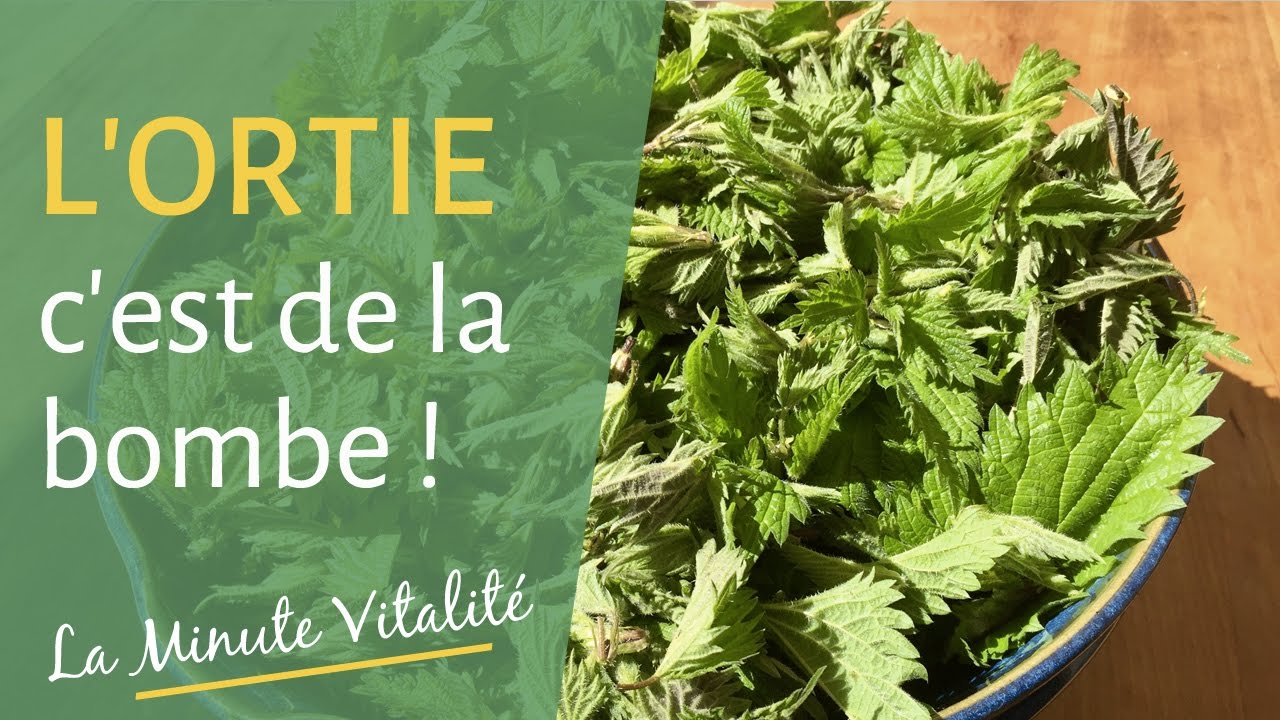 L’ortie - Secrets de Plantes (Documentaire) Maxresdefault