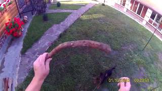 Ягдтерьер Мотя Ко Взять И Аппорт