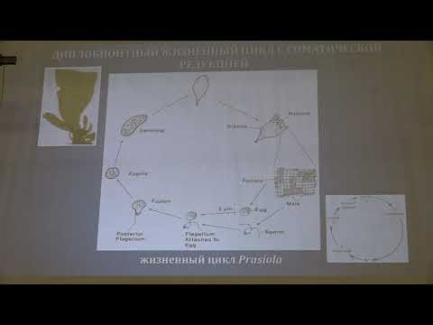 Видео: У каких из перечисленных водорослей происходит зиготический мейоз?