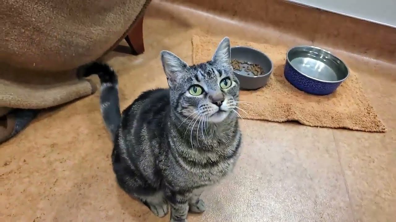 Lysa A858017 (ADOPTED 5/7/24)