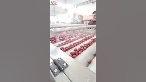 Date Processing Equipment Dates Washing Line