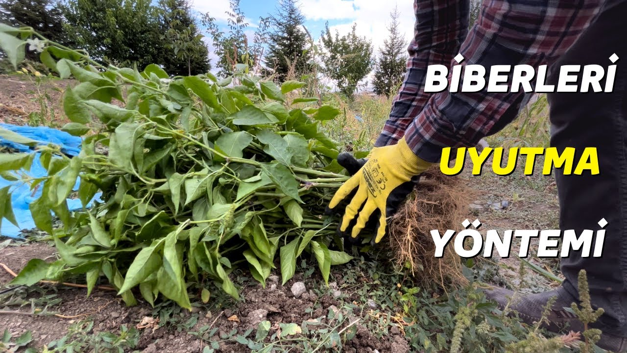 biber fideleri uyutulunca ömürleri 15 yıla kadar uzayabiliyor..