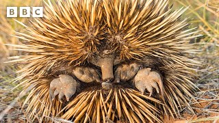 Cute echidnas keep cool... by blowing SNOT BUBBLES 😲 | Mammals - BBC