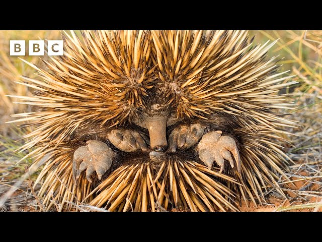 BBC Earth: Cute Echidnas Keep Cool... By Blowing Snot Bubbles