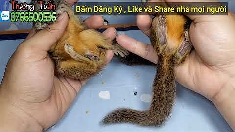 Phân Biệt Sóc Bông Việt Nam đực và cái