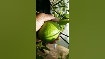 Meyer Lemon production.