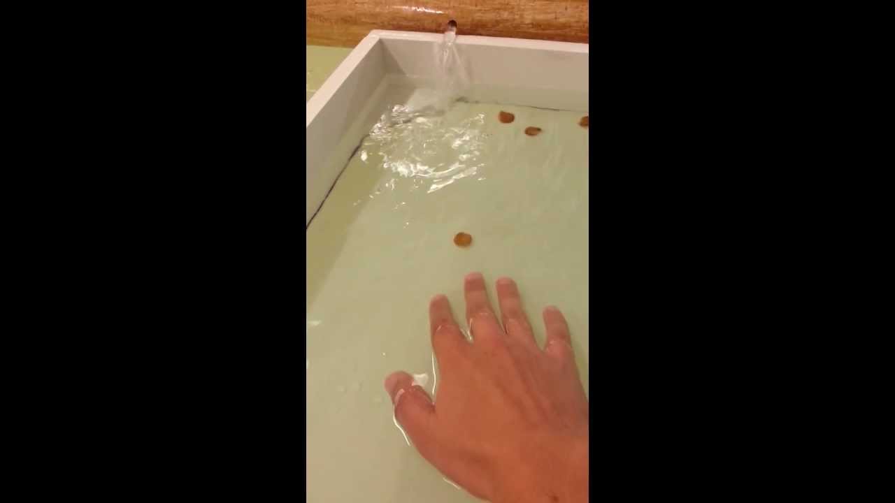 Young scallops swim away YouTube