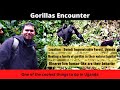 Uganda Travel - Gorillas encounter in their natural habitat