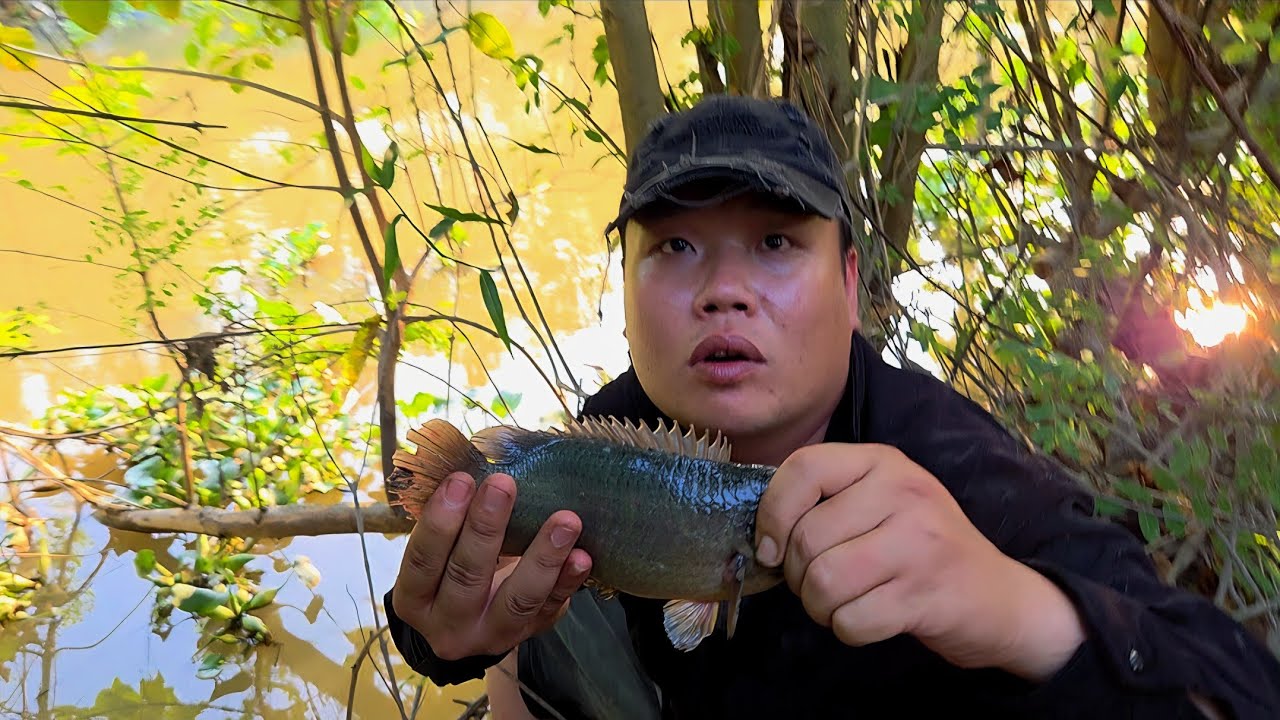 Tập 213 - Câu Cá Rô Đồng Em Tý Cứ Rình Rình Lên Cá Rô Khủng Hoài Luôn