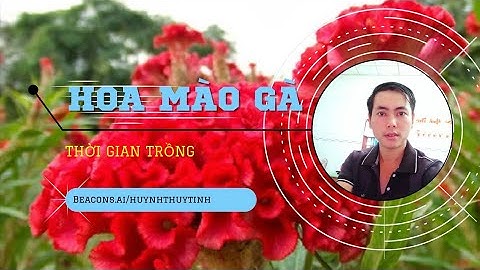 cách trồng hoa mào gà - Thời gian gieo chi tiết