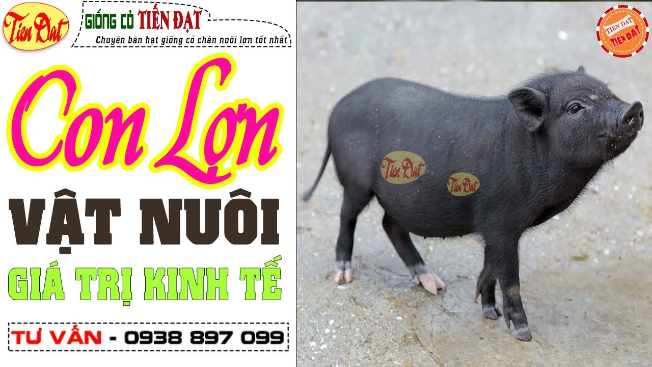 Bán heo tộc, heo đen, heo mọi đến đồng nai giá rẻ quá rẻ - YouTube