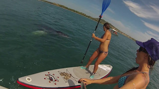 Stand Up Paddling With Baby Humpback Whale On Wave Of Wellness Punta De Mita, Mexico Tour