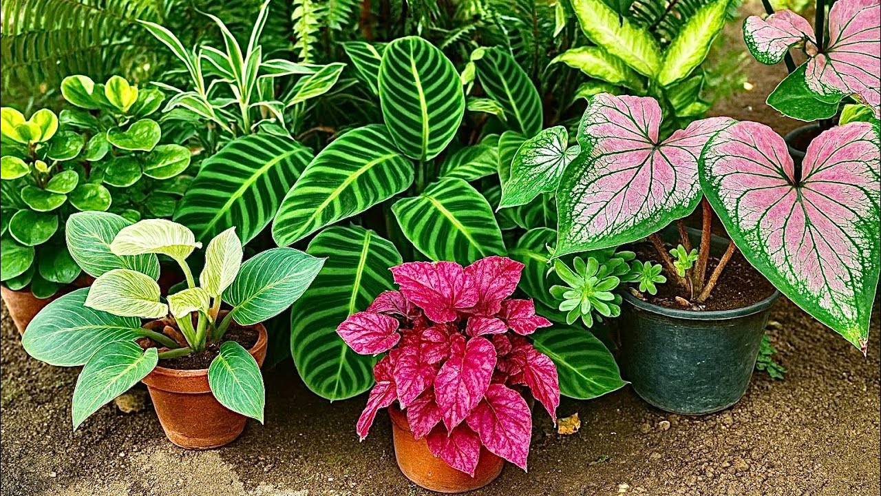 Plantas de Sombra que Ficam Lindas em Vasos 🪴