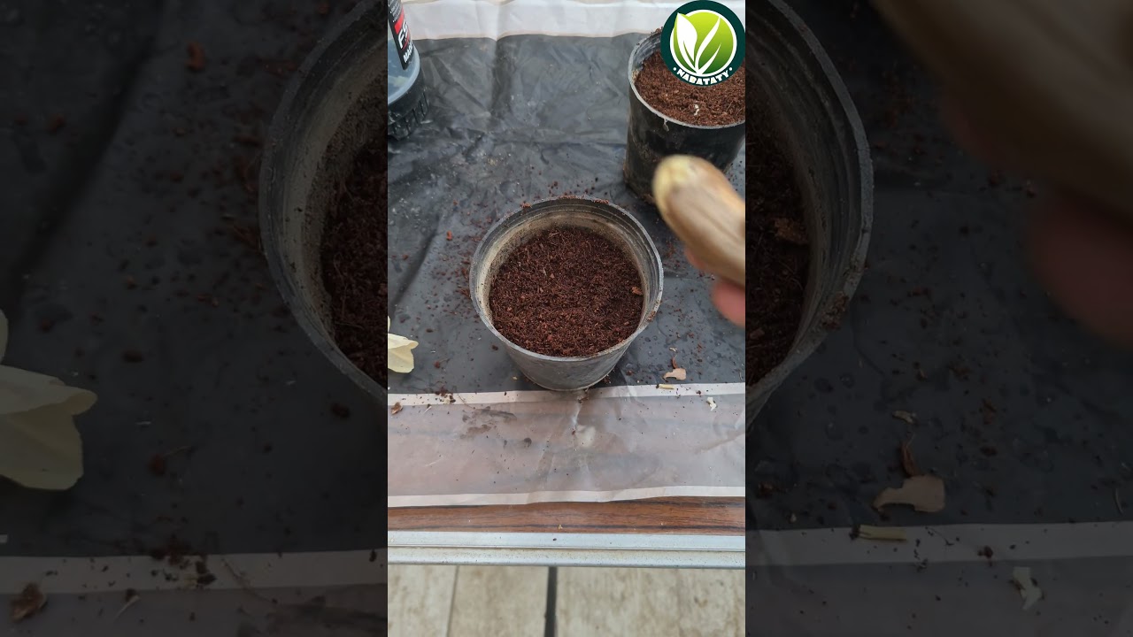 زراعة المانجو في ثواني 🥭🥭 #زراعة_الأسطح #اكسبلور #اشجار #plants #garden #زراعة #flowers