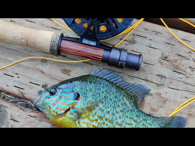 Gear review: Maxxon Quill fly rod and XG II reel #fishing #flyfishing  #fishinggear #panfish 