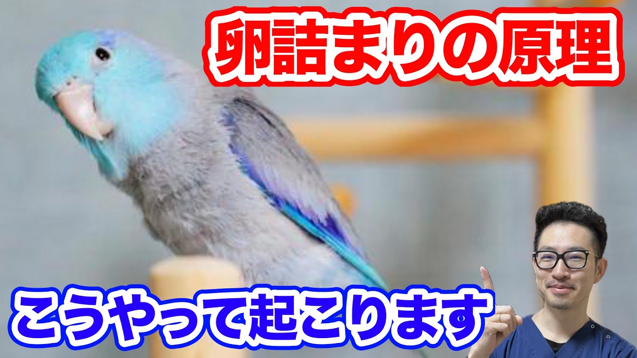 【質問コーナー】セキセイインコさんが産卵中に毎日交尾する...卵詰まりになる？緑内障のマメルリハさんが、すでに失明してるかも…目薬やめてもいいですか？ にお答えしました！