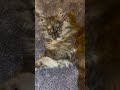 #scotish #kitten #cat #kitty #cutecat #cuteanimals