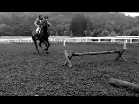 Horses Horses and more Horses