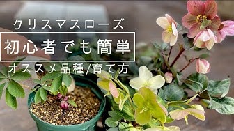 ピンクフロスト Youtube