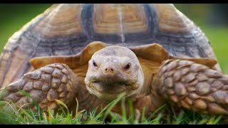 Walking the Tortoise by Uzoo 17,543 views 7 years ago 1 minute, 10 seconds