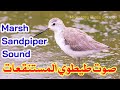 صوت طيطوي المستنقعات البطاح Marsh Sandpiper Sound