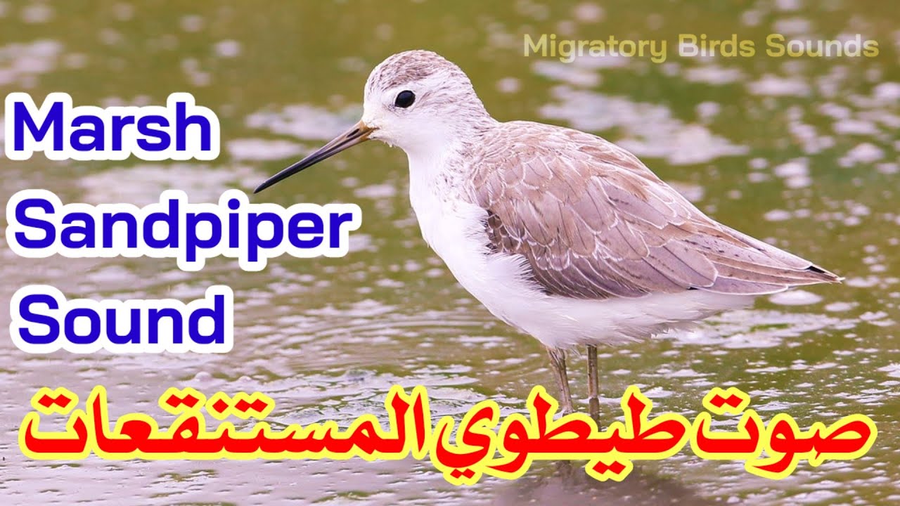 صوت طيطوي المستنقعات [البطاح]  || Marsh Sandpiper Sound