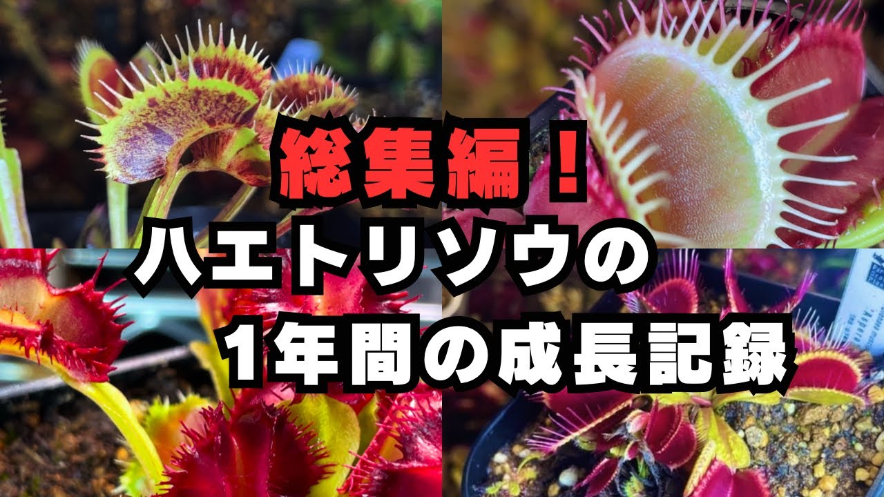 The leaves have become smaller] The leaves of the carnivorous