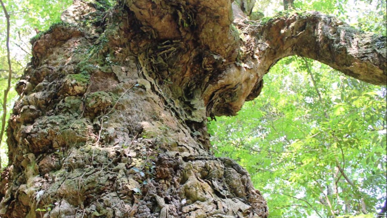 【旅エイター】名木100選の旅『左右知（そうち）のイチイガシ』　大分県豊後大野市・一人旅
