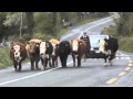 Corks 96fm  man hits cow