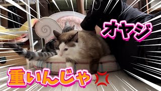 【子なし夫婦】旦那流 猫の喧嘩の止めかたに猫もドン引きしてたんやけど😈⚡️ by 猫とウサギの居る暮らし 517 views 1 month ago 2 minutes, 29 seconds