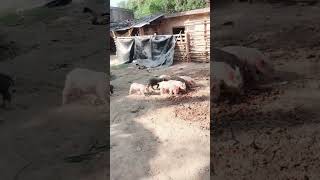 Wild pig, Jangli Suar, जंगली सूअर#wildpig#janglisuar #जंगलीजानवर #wildanimals#pig @GaonRiDhara