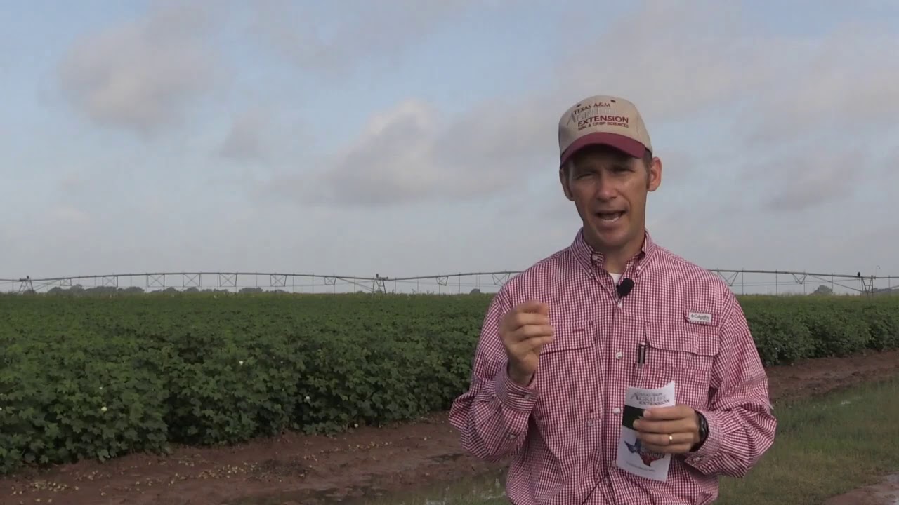 Importance of Fiber Quality