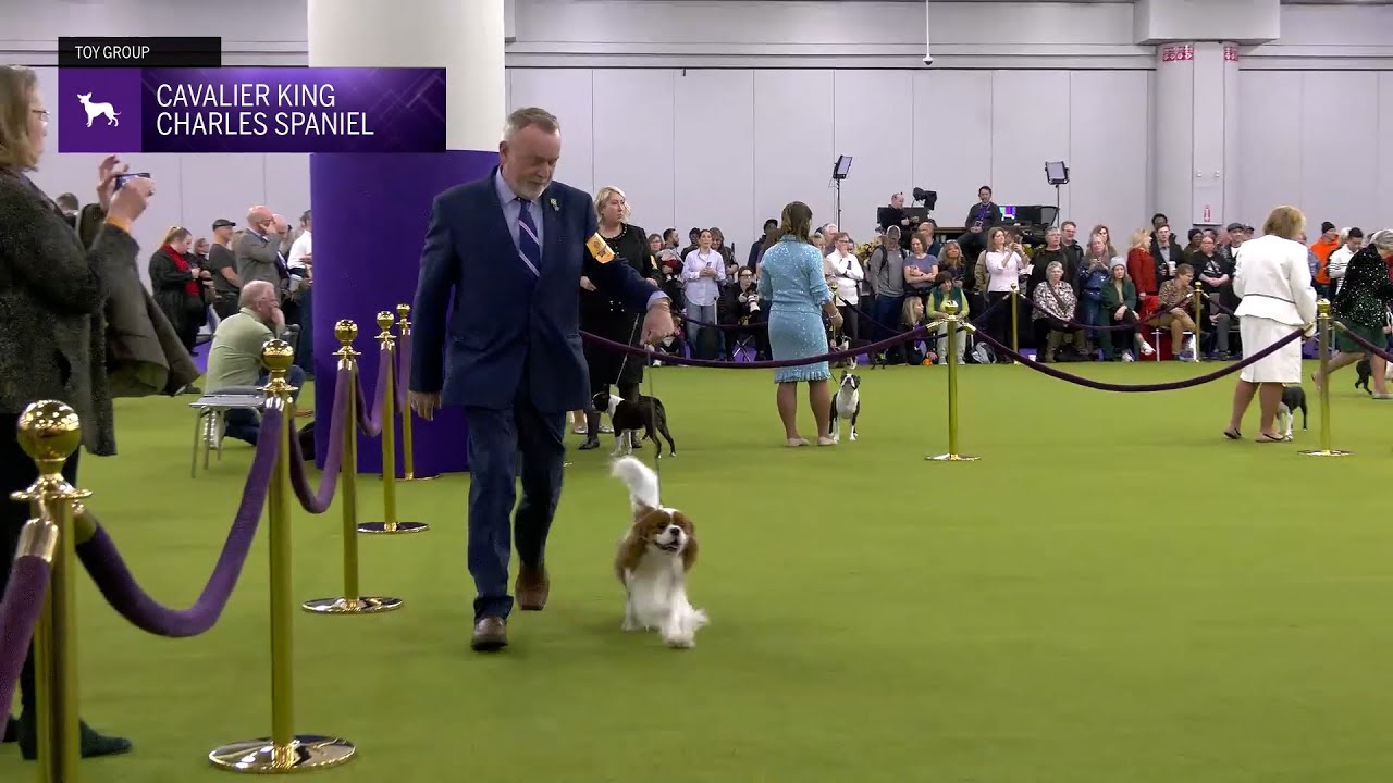 Cavalier King Charles Spaniel | Breed Judging 2025