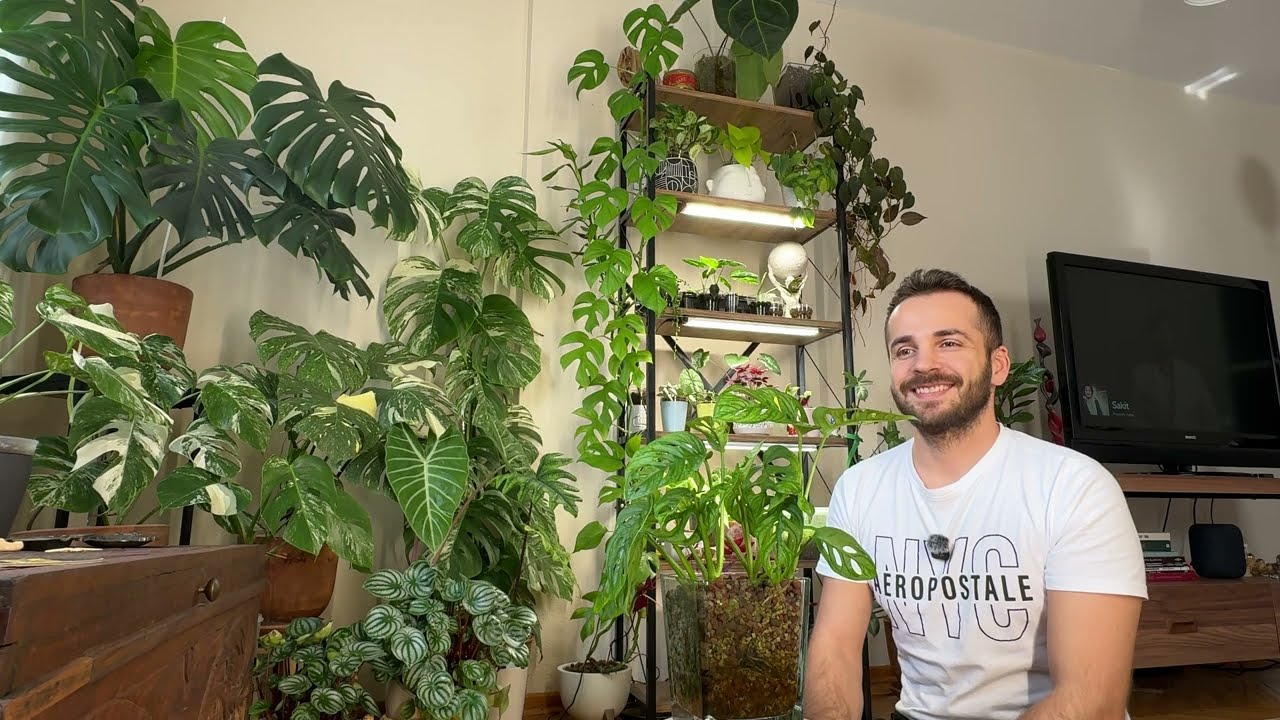 Monstera Adansonii 🌿 Sarmaşık Deve Tabanı 🪴 Maymun Maskesi 🐒 Monkey Mask 🙊