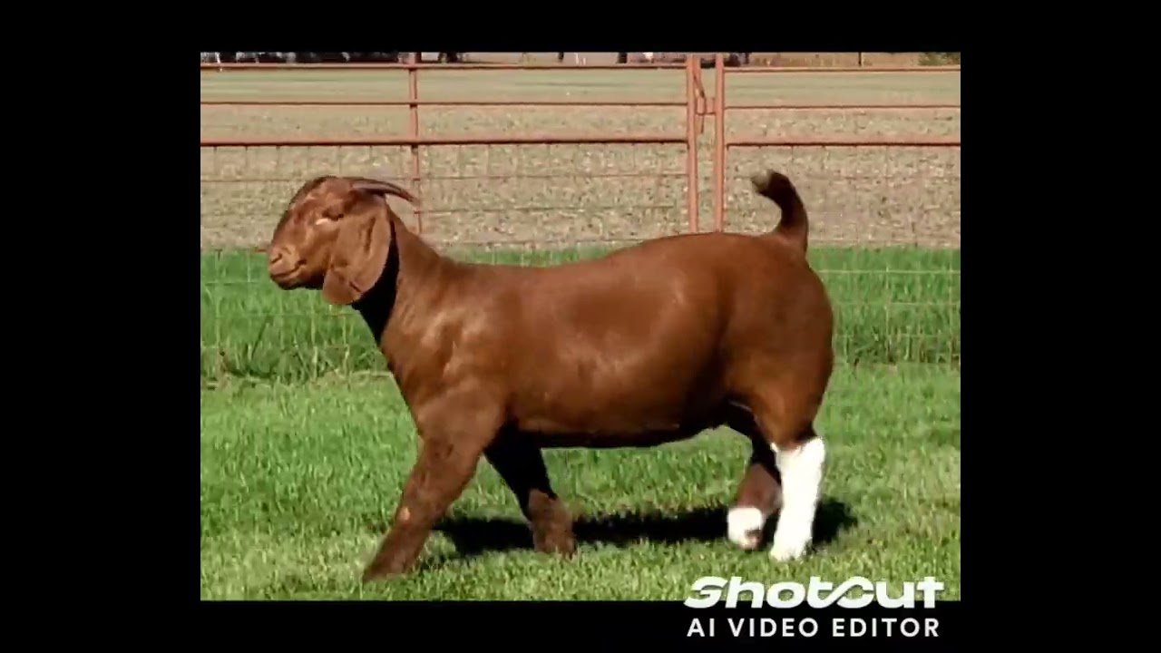 ABLE ACRES LOT 32 AABG BRICKLYNN