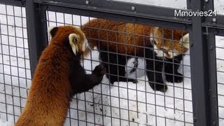 柵越しにココを捕まえるライラ~Red Panda