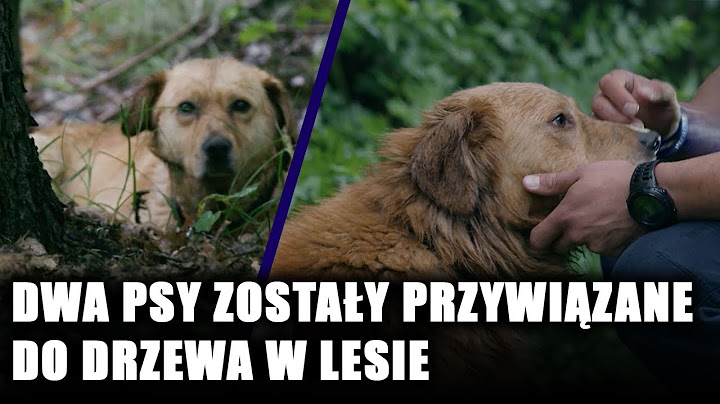 Interwencja policji w sprawie dwóch psów przywiązanych do drzewa