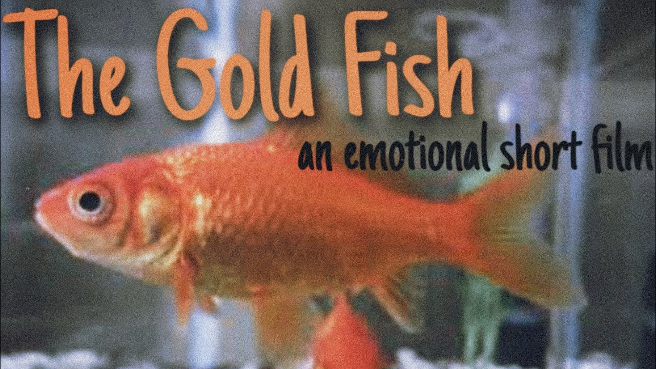 The Gold Fish - an emotional short film | The everythingchannel