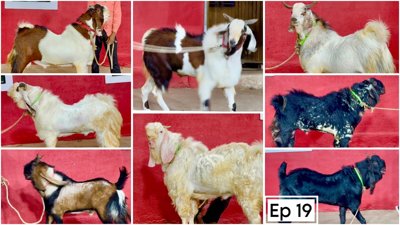 JD Goat Farm Ramadan Series Ep 19 | Top Quality Andul Bakre