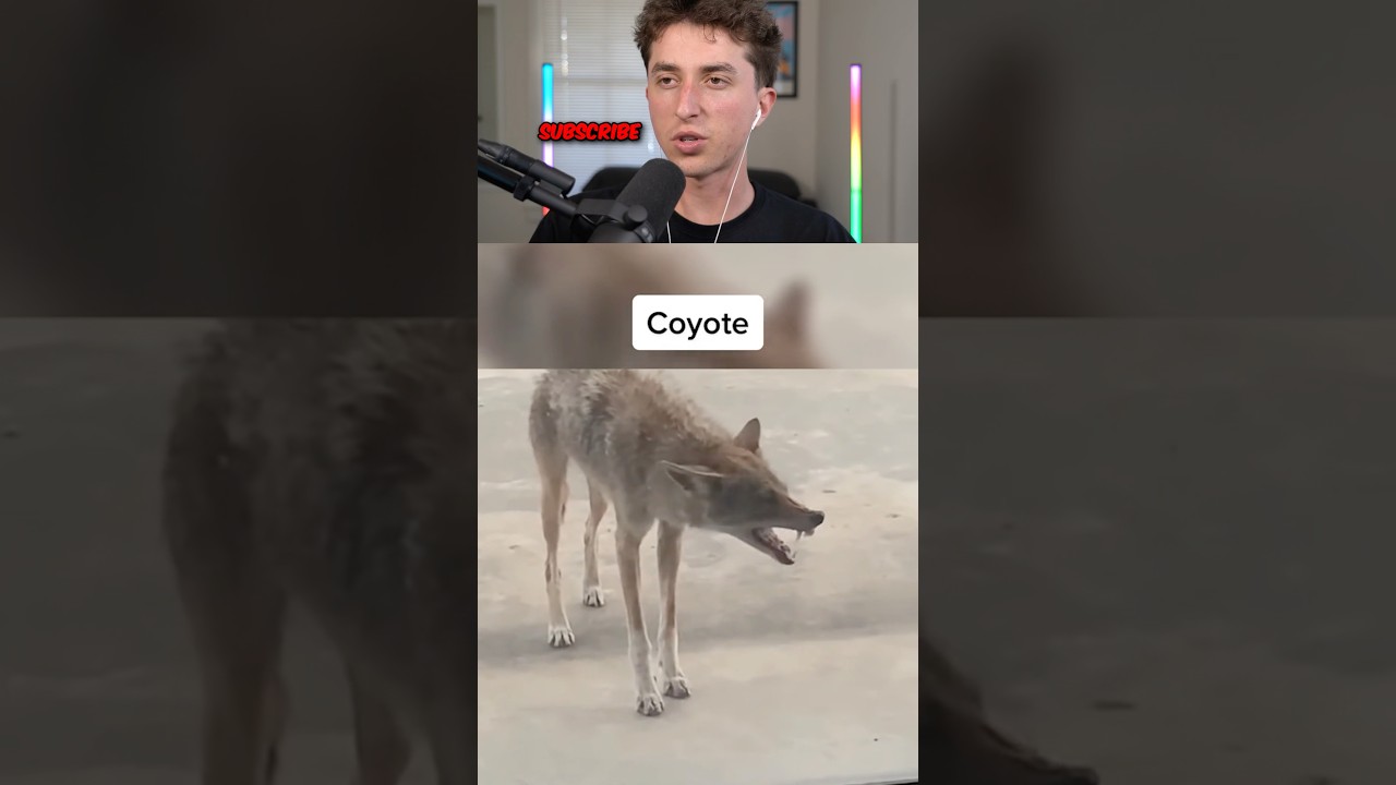 animals vs rabies 🤯😱