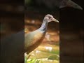 veja o canto da saracura três potes realista #canto #saracura #aves #youtubeshorts #tres #potes #ave