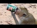 Monkey Drink Carabao Energy - Monkey Brain Smart Like Human